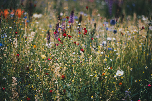 wildflower seed-paper